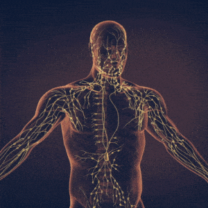 Endocannabinoiden als muzikanten ECS systeem (1)-min Endocannabinoiden als muzikanten ECS systeem (1)-min