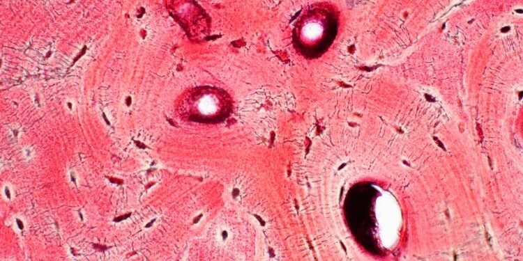 12 functies van extracellulaire matrix de lijm in ons lichaam - LifeAid